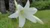 img0136.jpg