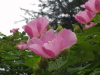 img0153.jpg