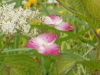 img0192.jpg