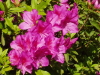 img0214.jpg