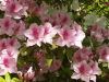 img0215.jpg