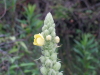 img0217.jpg