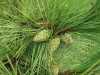 img0233.jpg