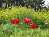 img0234.jpg