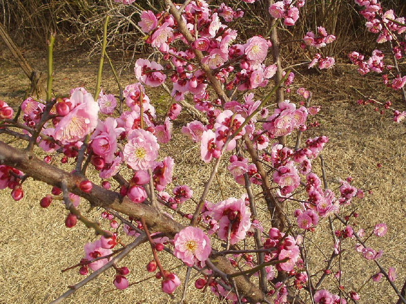 img0004.jpg