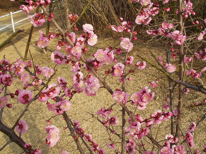 img0005.jpg