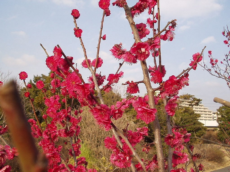 img0006.jpg