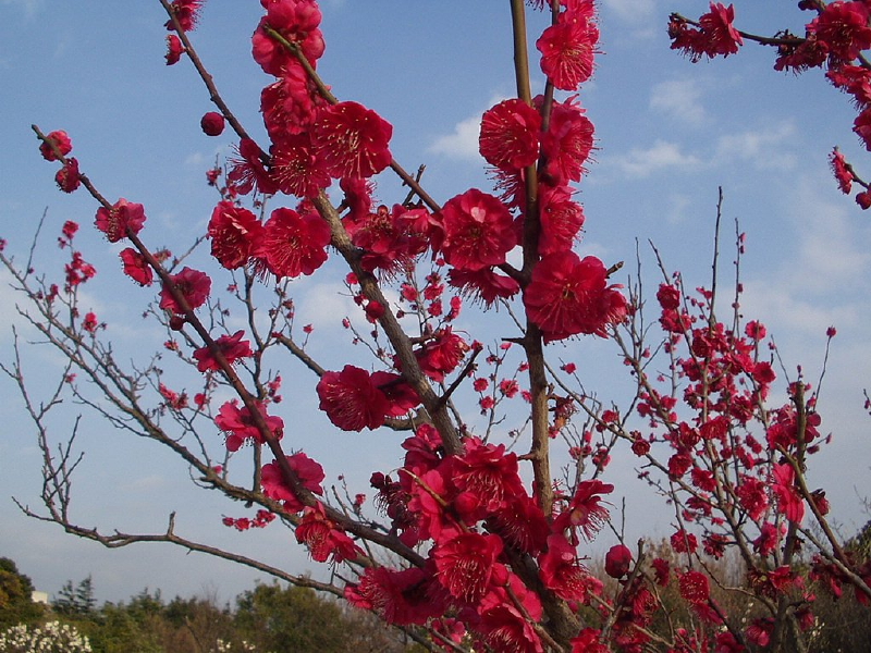 img0007.jpg