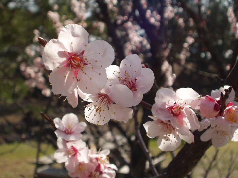 img0050.jpg