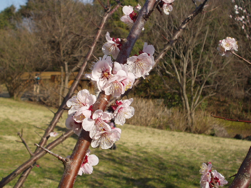 img0056.jpg