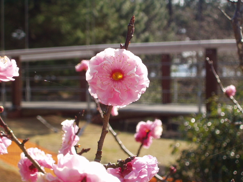 img0083.jpg