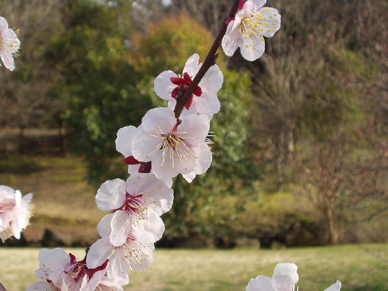 img0090.jpg