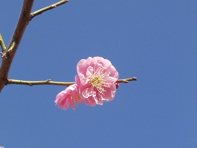 img0096.jpg