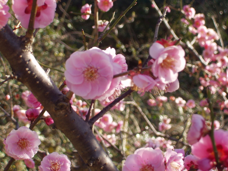 img0102.jpg