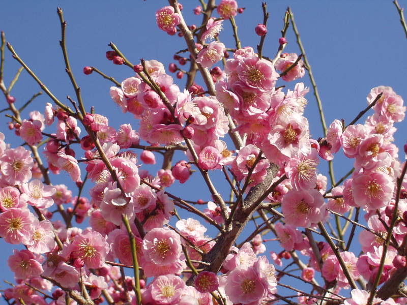img0115.jpg