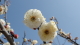 img0036.jpg