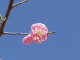 img0096.jpg