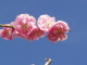 img0097.jpg