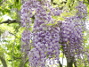 img0007.jpg