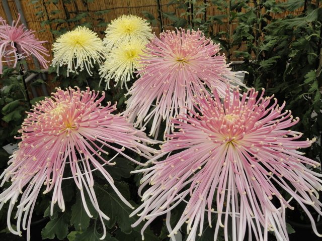 img0007.jpg