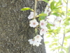 img0009.jpg