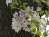 img0010.jpg