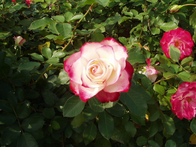 img0031.jpg
