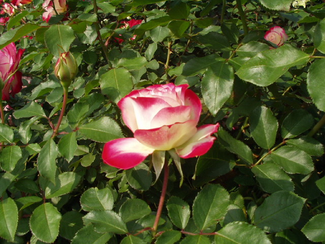 img0032.jpg