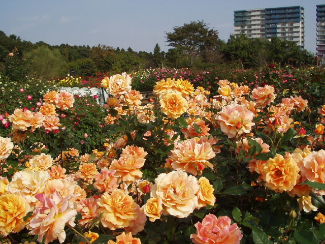 img0033.jpg