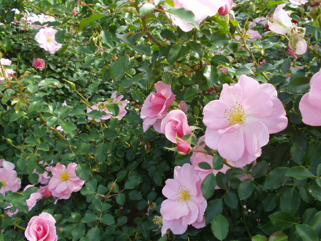 img0039.jpg