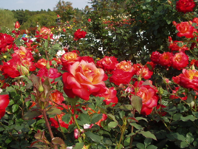 img0040.jpg