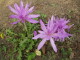 img0015.jpg