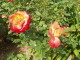 img0023.jpg