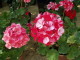 img0025.jpg