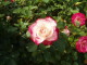 img0031.jpg