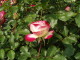 img0032.jpg