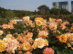 img0033.jpg
