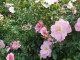 img0039.jpg