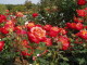 img0040.jpg