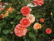 img0041.jpg