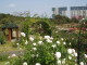img0049.jpg