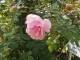 img0050.jpg