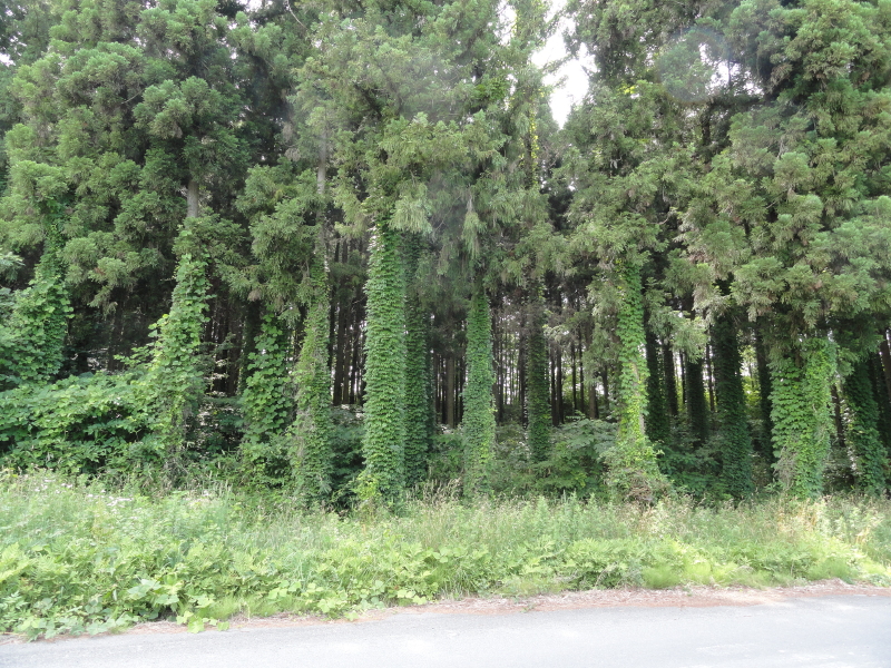 img0067.jpg