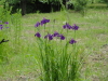 img0015.jpg