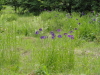 img0017.jpg