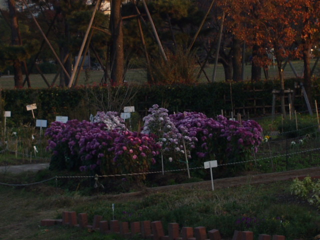 img0010.jpg
