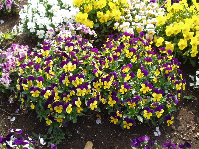 img0021.jpg