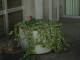 img0007.jpg