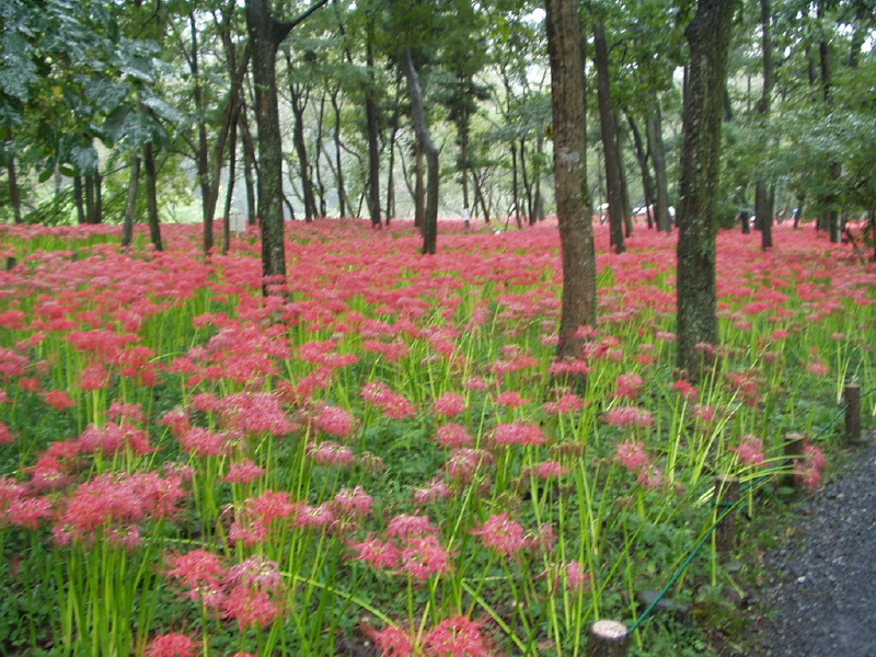 img0006.jpg