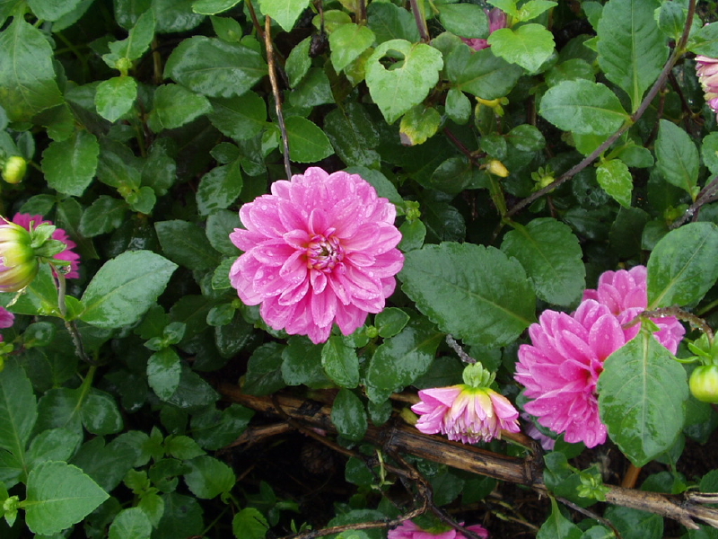 img0009.jpg